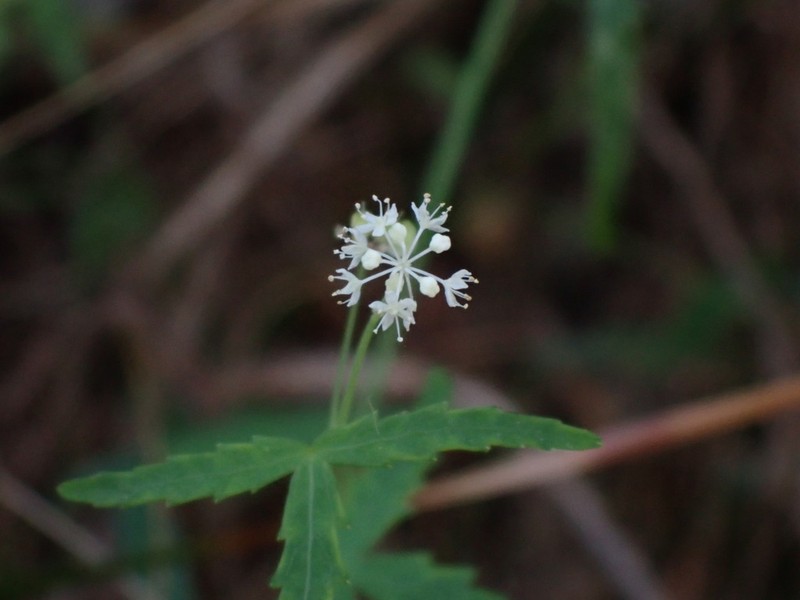 Hydrocotyle geraniifolia photo 7