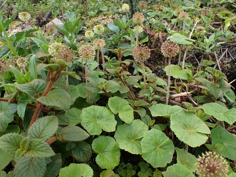 Hydrocotyle globiflora
