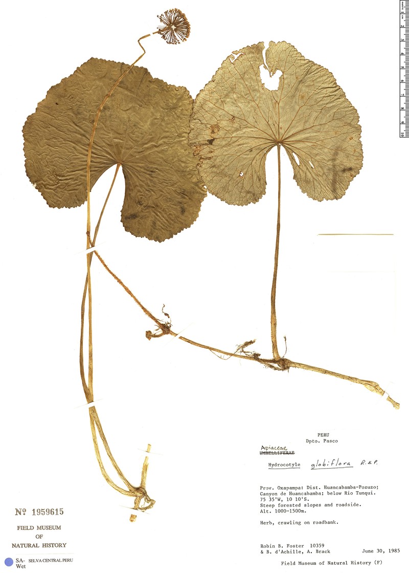 Hydrocotyle globiflora photo 3