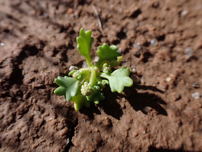 Hydrocotyle glochidiata