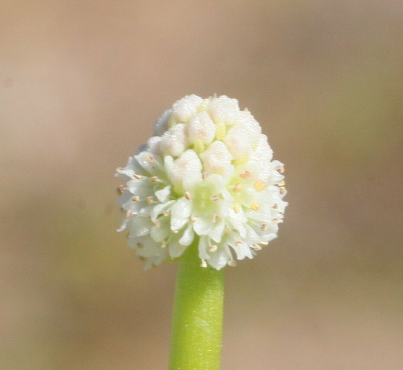 Hydrocotyle glochidiata photo 2