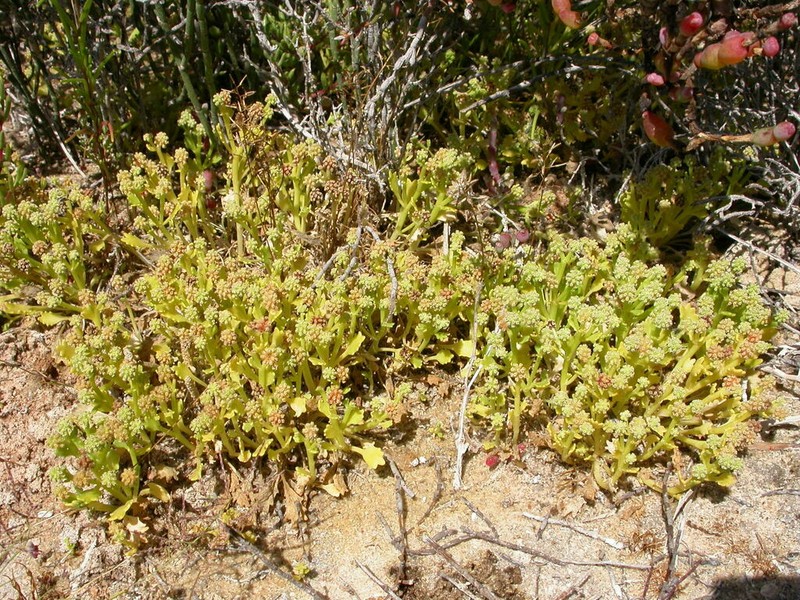 Hydrocotyle glochidiata photo 3