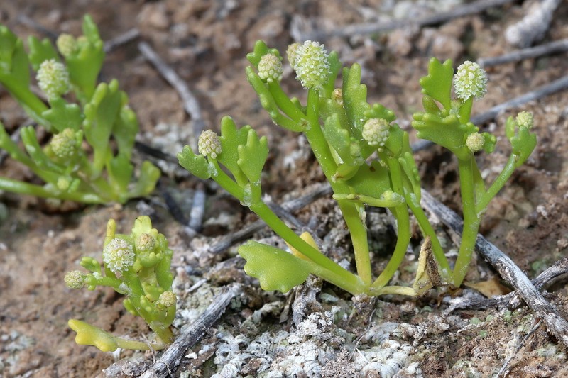 Hydrocotyle glochidiata photo 4