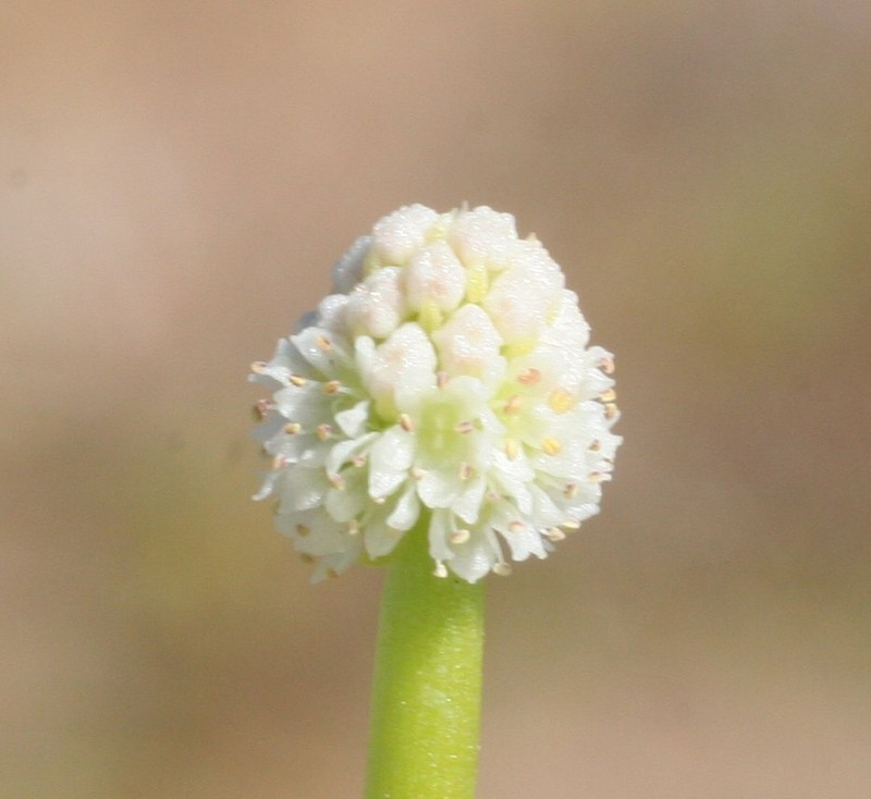 Hydrocotyle glochidiata photo 6
