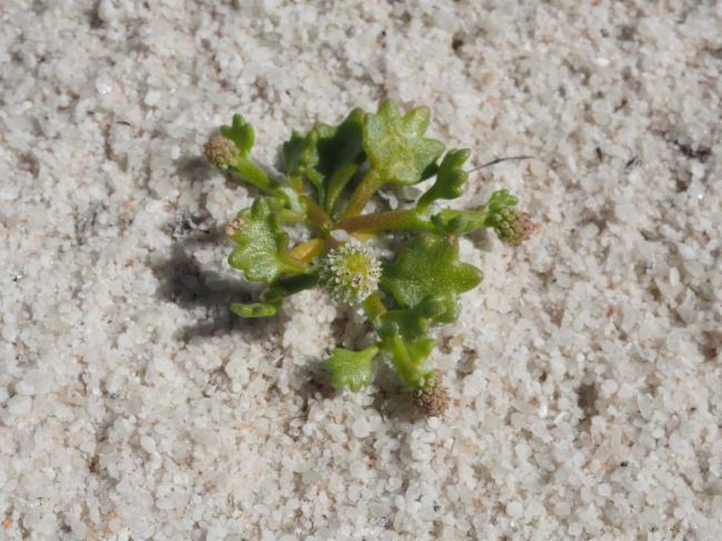 Hydrocotyle glochidiata photo 7