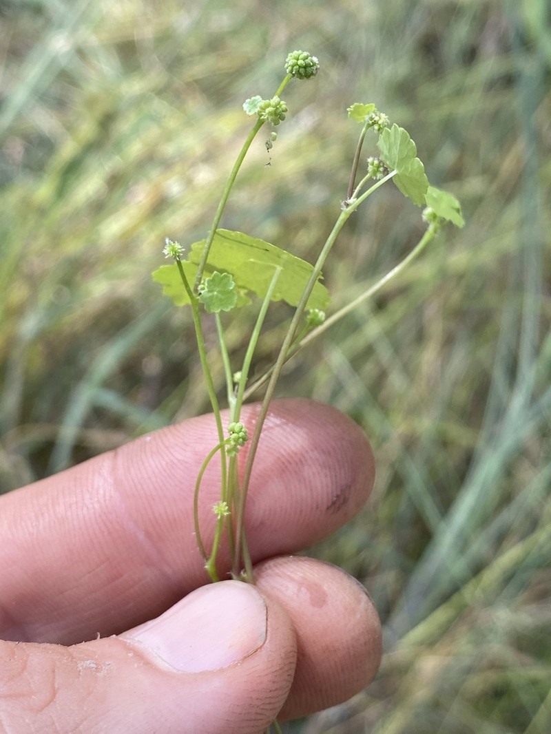 Hydrocotyle grammatocarpa photo 2
