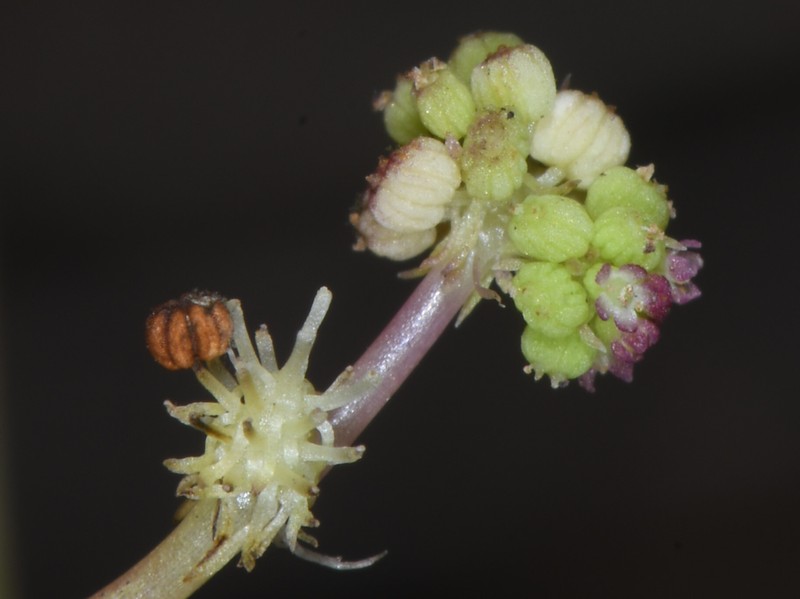 Hydrocotyle grammatocarpa photo 3