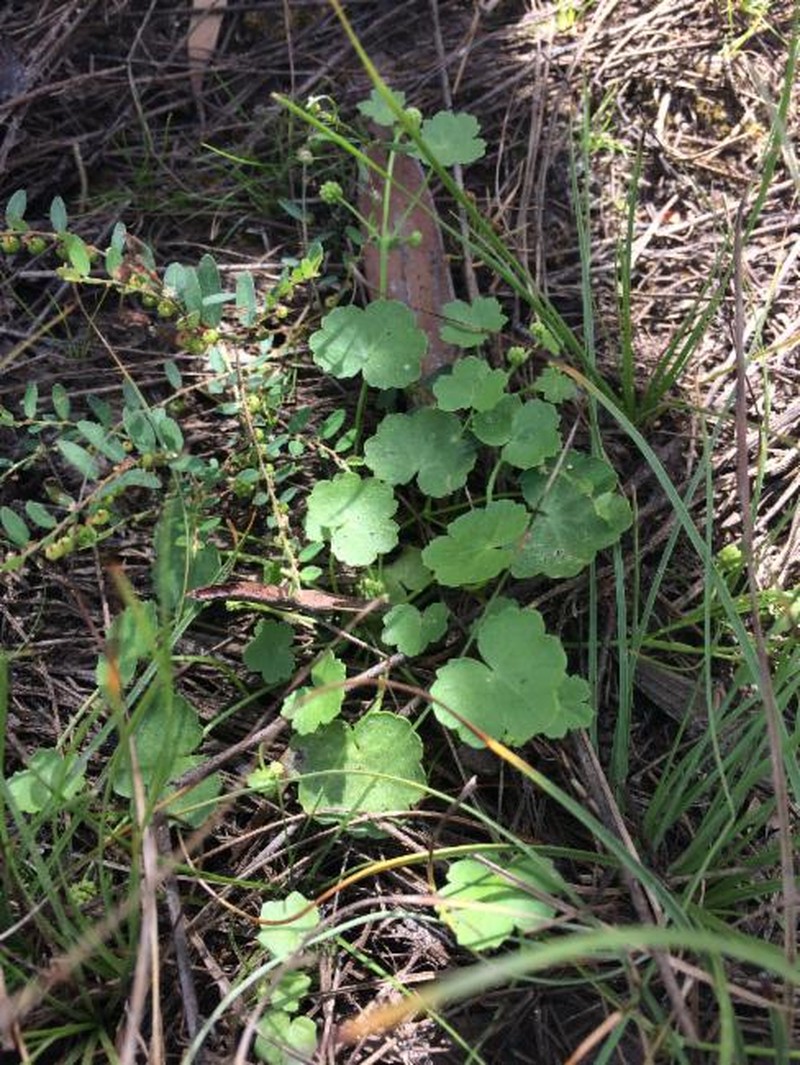 Hydrocotyle grammatocarpa photo 5