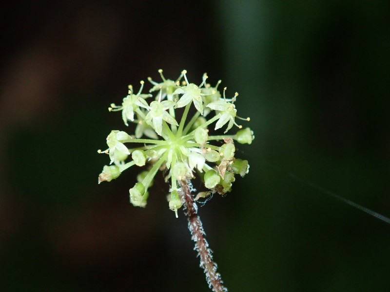 Hydrocotyle grossulariifolia