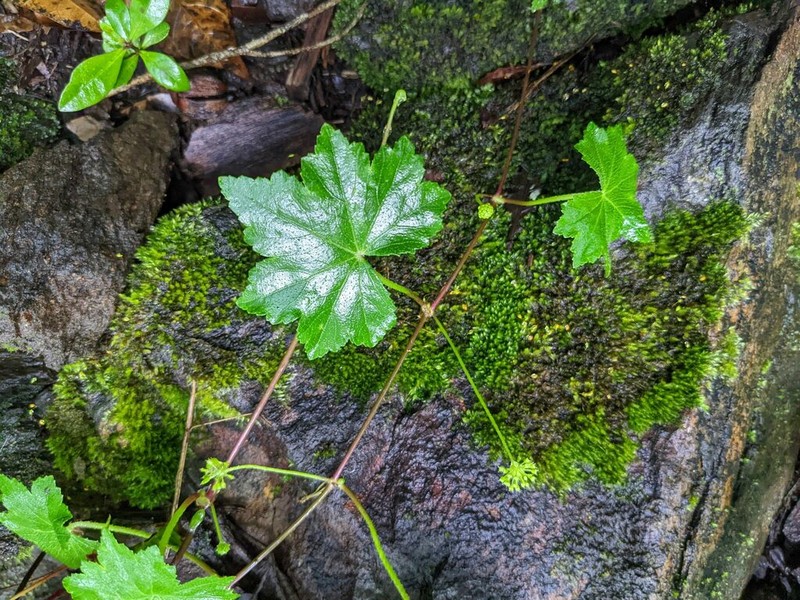 Hydrocotyle grossulariifolia photo 2