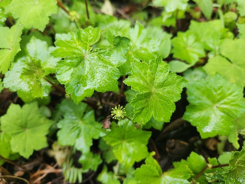 Hydrocotyle grossulariifolia photo 3