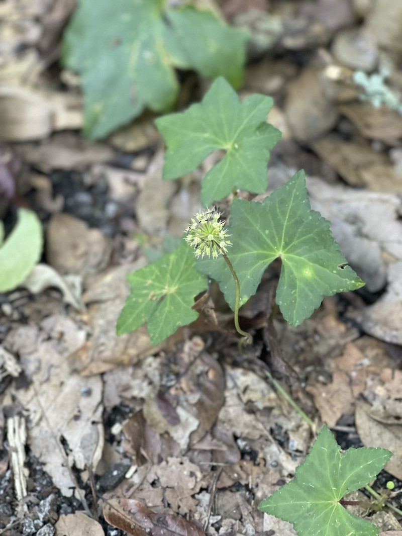 Hydrocotyle grossulariifolia photo 4