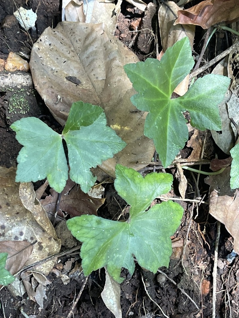 Hydrocotyle grossulariifolia photo 5