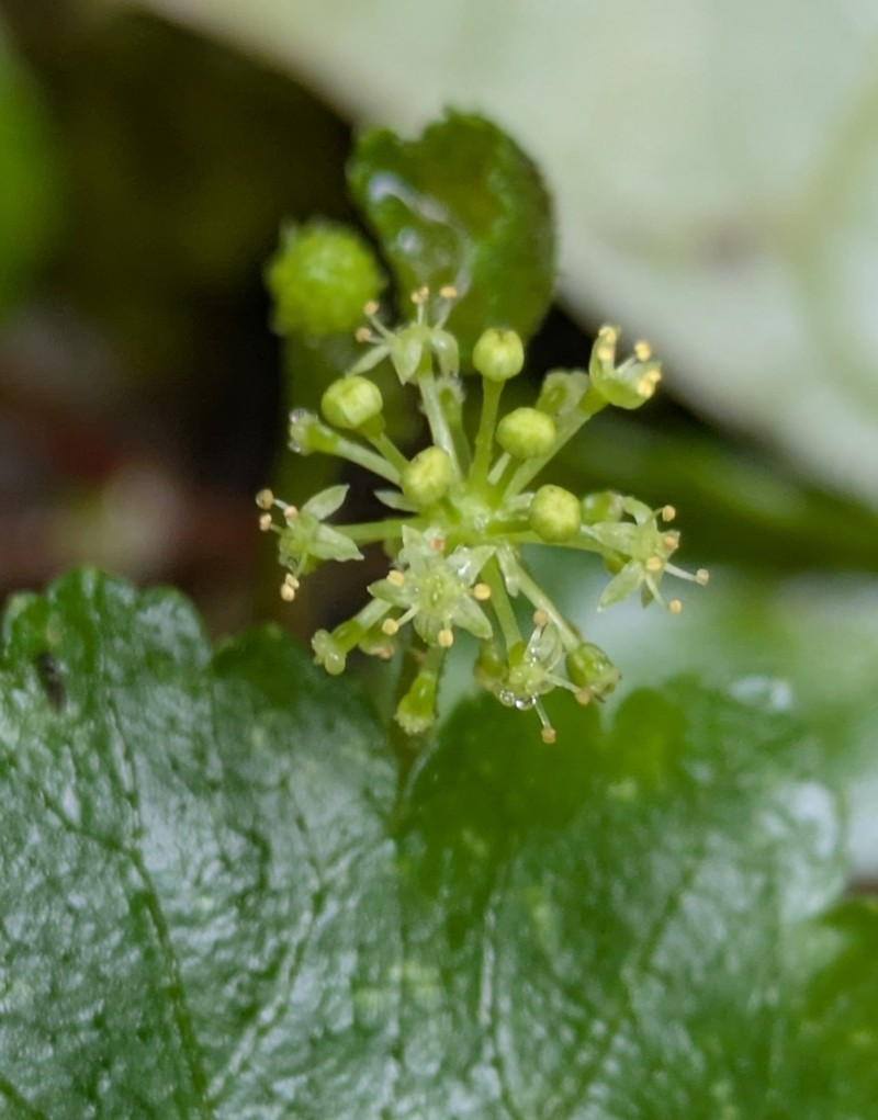Hydrocotyle grossulariifolia photo 6