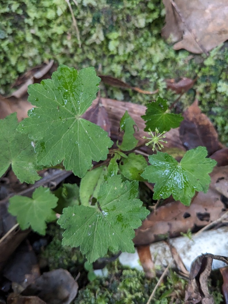 Hydrocotyle grossulariifolia photo 7
