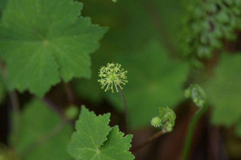 Hydrocotyle grossulariifolia photo 8