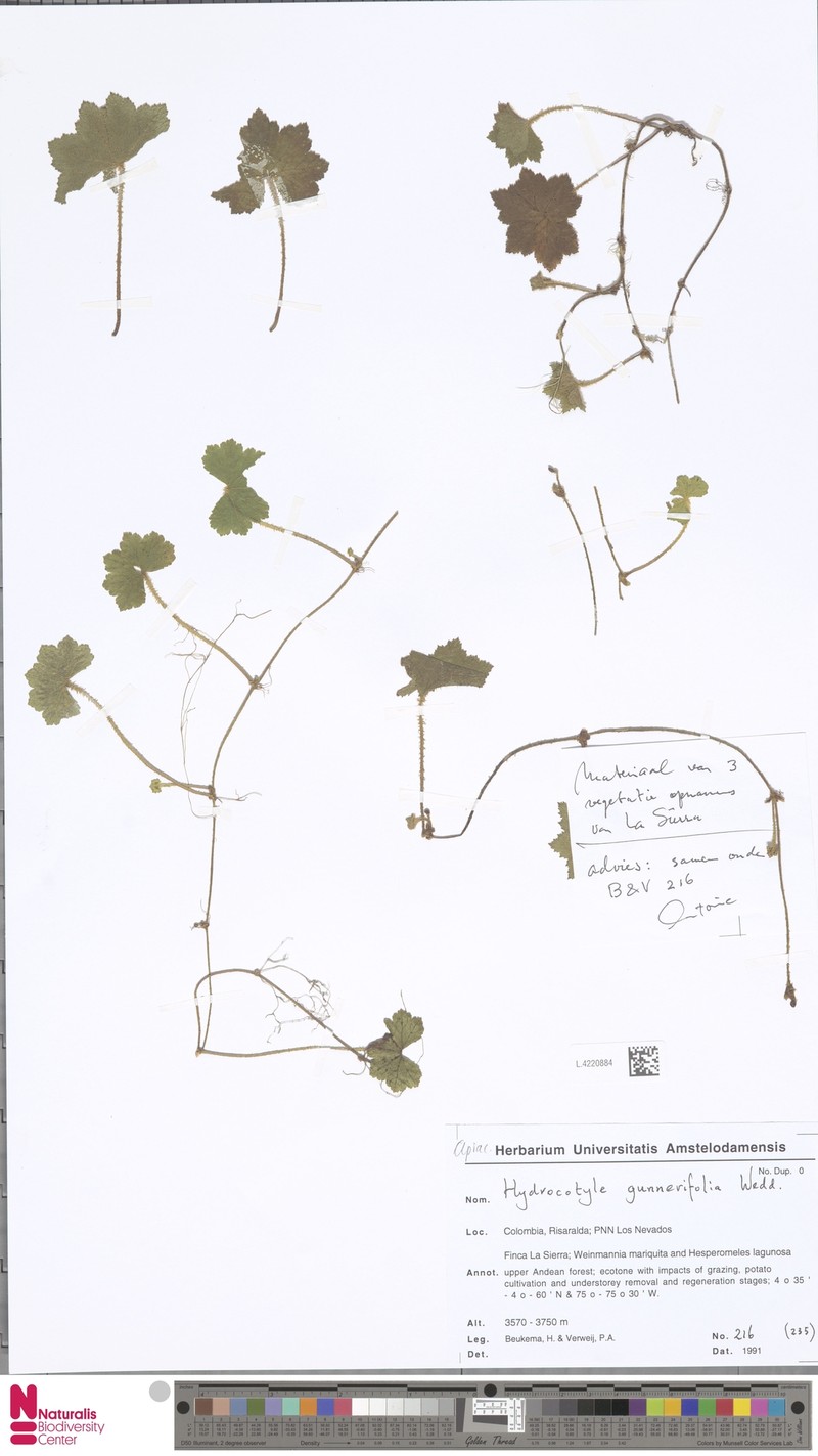 Hydrocotyle gunnerifolia