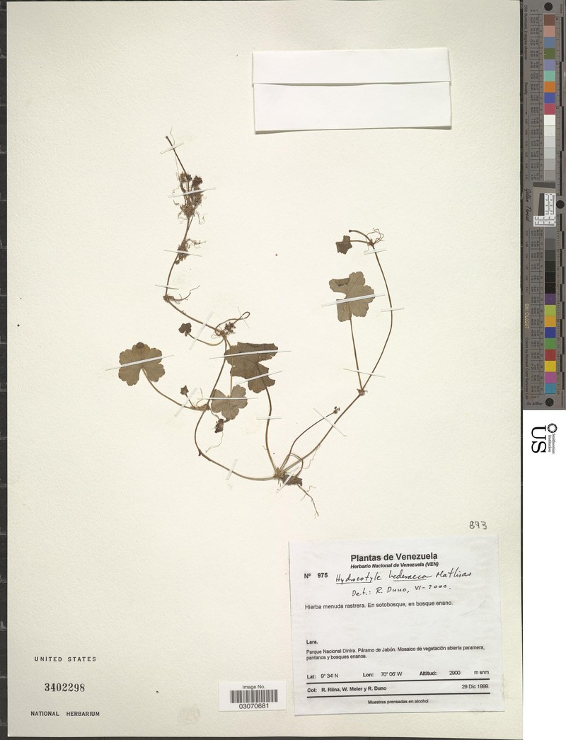 Hydrocotyle hederacea