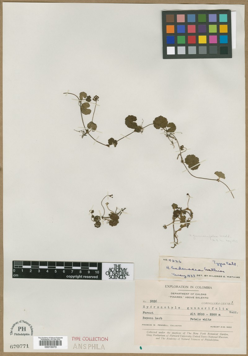 Hydrocotyle hederacea photo 2