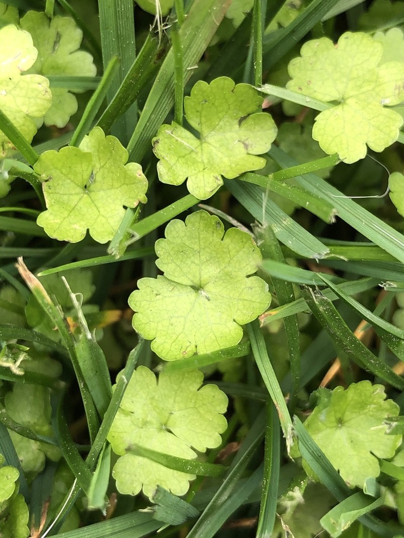 Hydrocotyle heteromeria