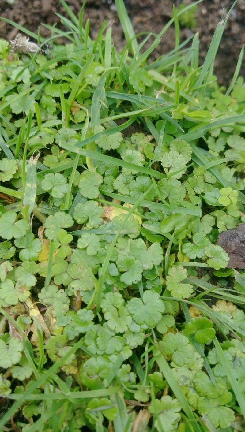 Hydrocotyle heteromeria photo 2