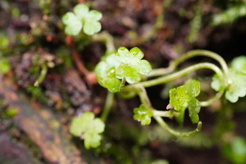 Hydrocotyle heteromeria photo 3