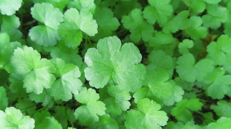 Hydrocotyle heteromeria photo 4