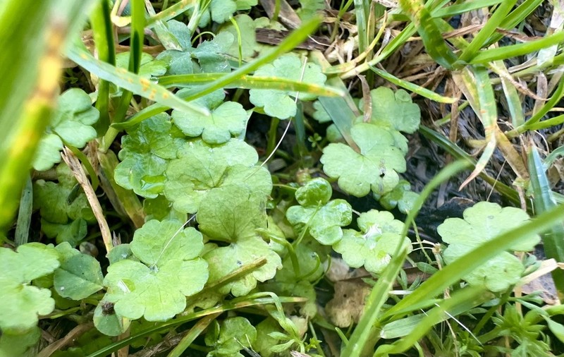 Hydrocotyle heteromeria photo 5