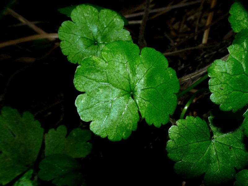 Hydrocotyle heteromeria photo 6