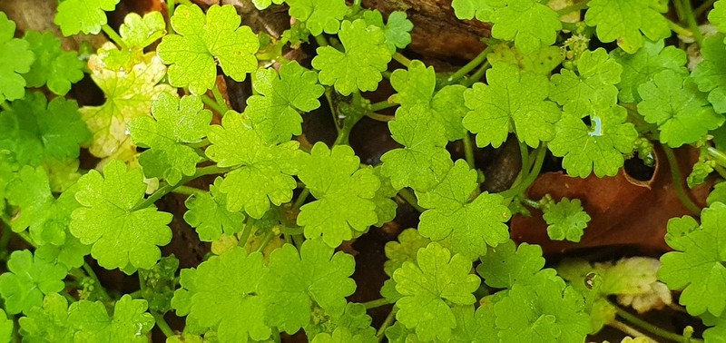 Hydrocotyle heteromeria photo 7