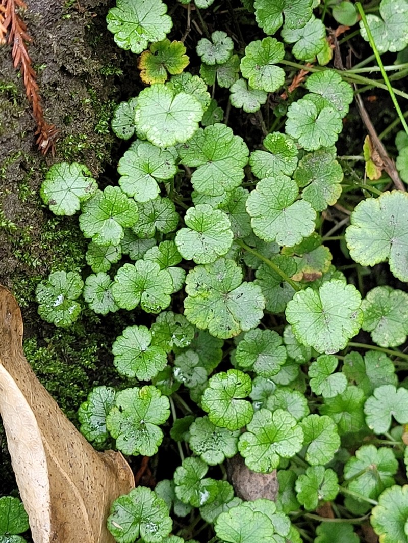 Hydrocotyle heteromeria photo 8
