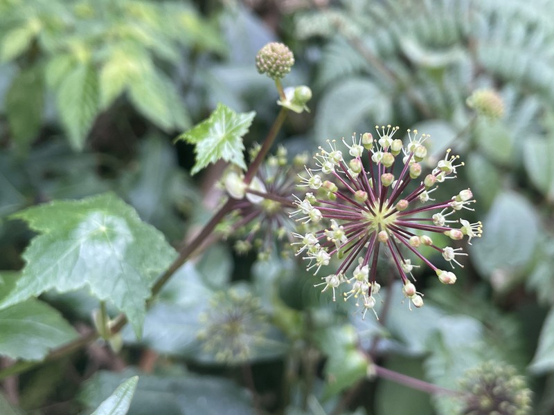 Hydrocotyle hexagona