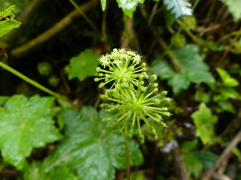 Hydrocotyle hexagona photo 2