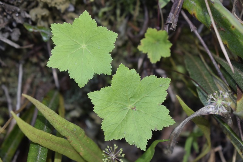 Hydrocotyle hexagona photo 3