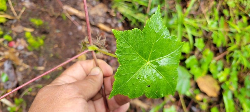 Hydrocotyle hexagona photo 4