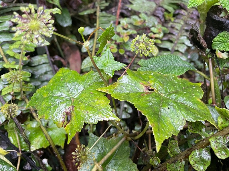 Hydrocotyle hexagona photo 5