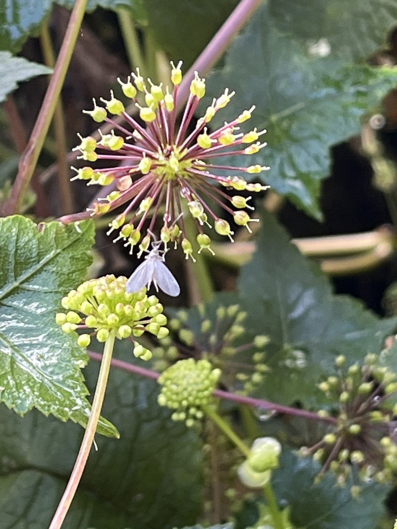 Hydrocotyle hexagona photo 6