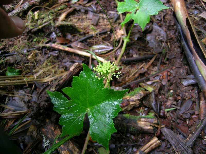 Hydrocotyle hexagona photo 7