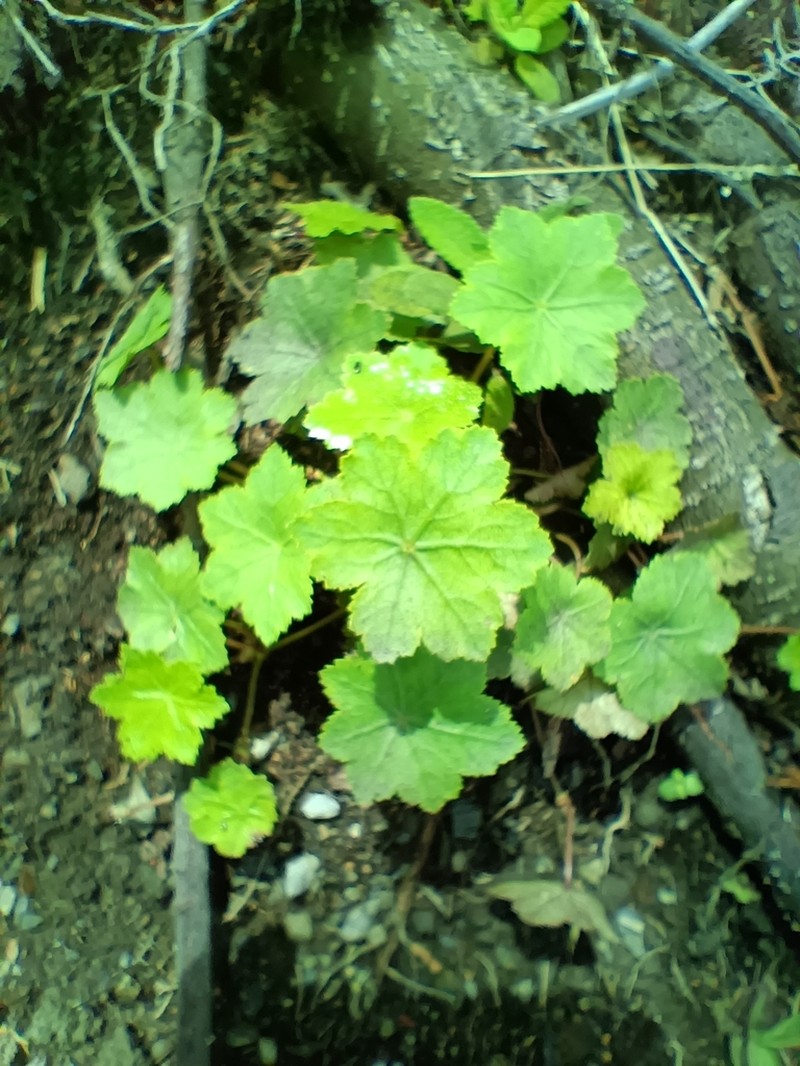Hydrocotyle hexagona photo 8