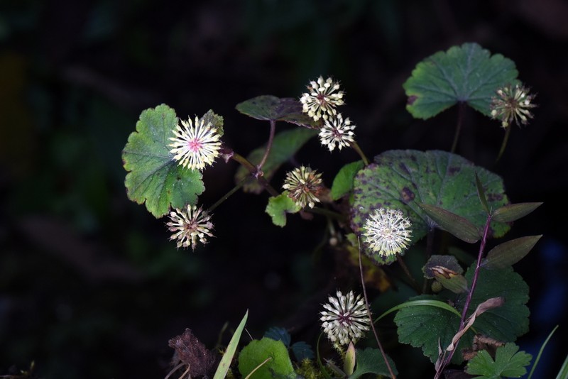 Hydrocotyle himalaica
