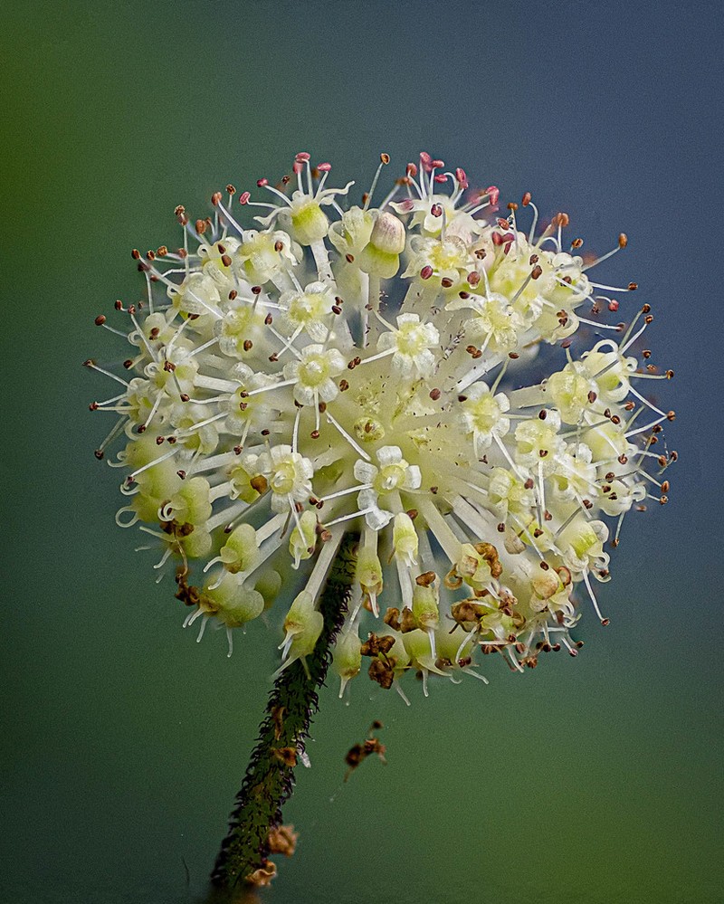 Hydrocotyle himalaica photo 2