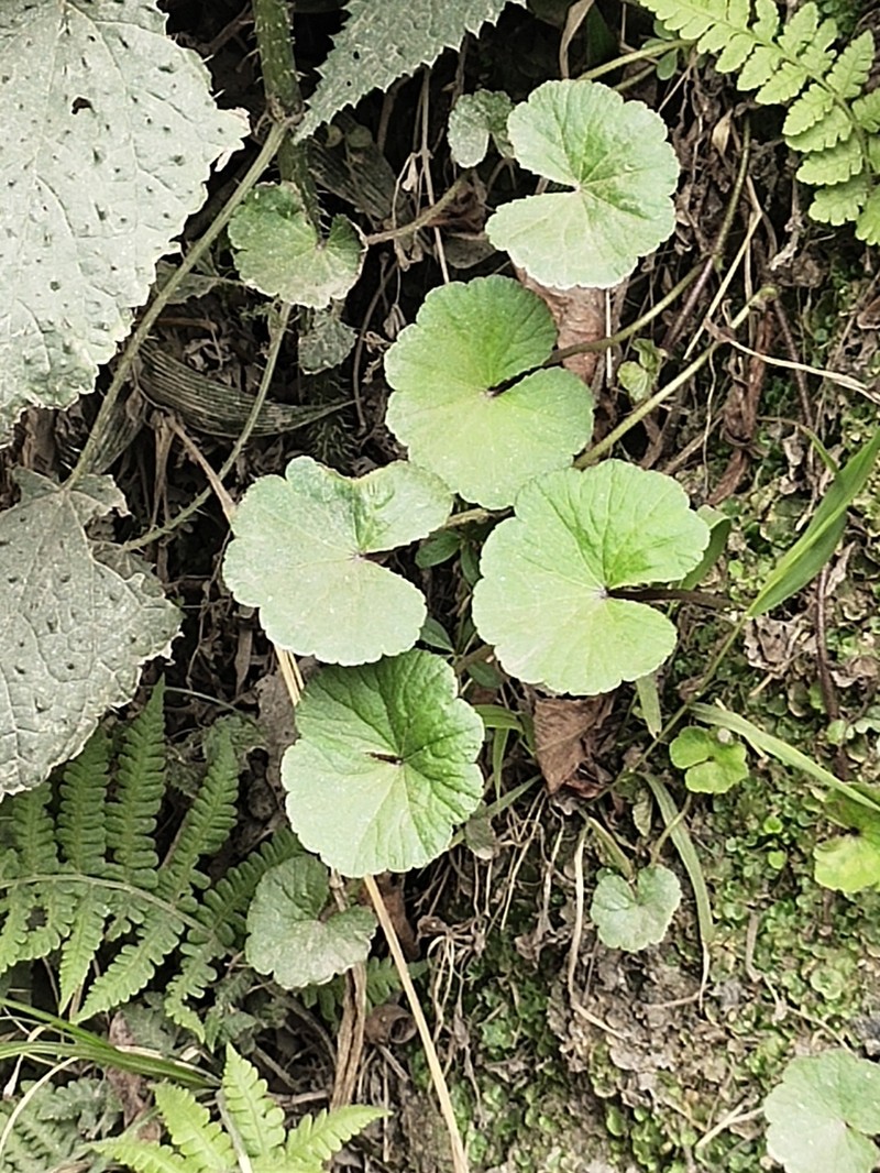 Hydrocotyle himalaica photo 3