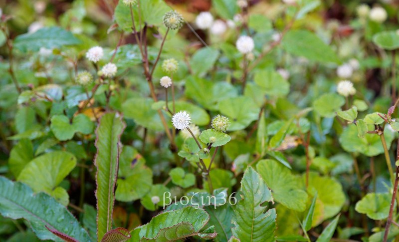 Hydrocotyle himalaica photo 4