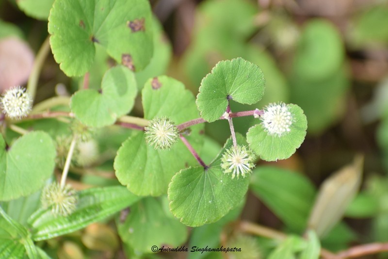 Hydrocotyle himalaica photo 5