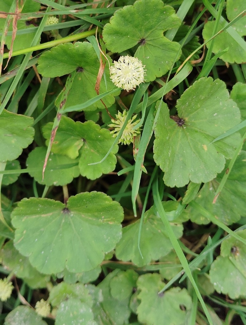 Hydrocotyle himalaica photo 6