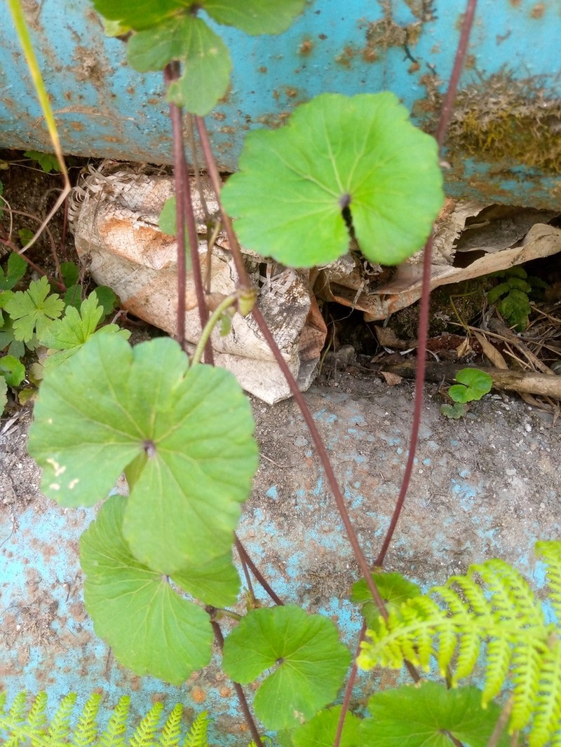 Hydrocotyle himalaica photo 7