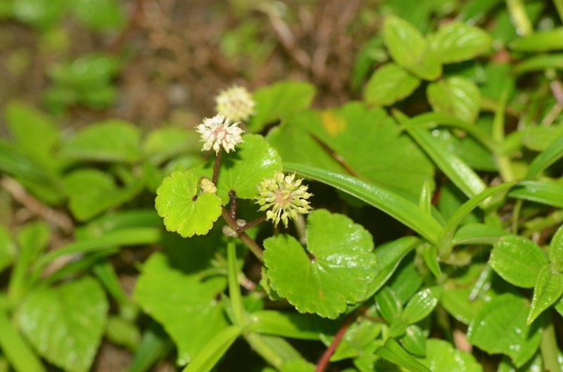 Hydrocotyle himalaica photo 8