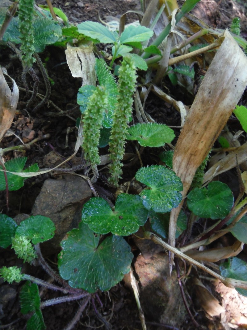 Yerba De Clavo photo 3