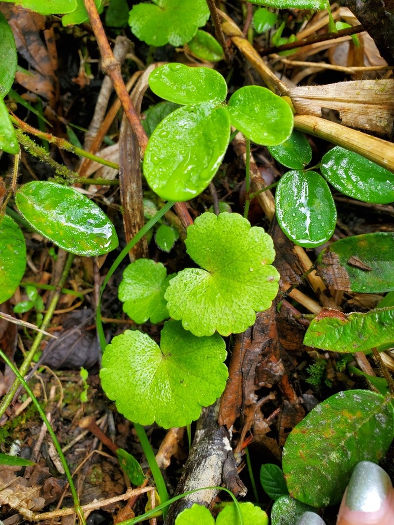 Yerba De Clavo photo 4