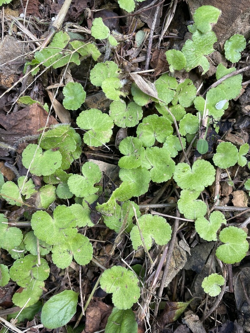 Yerba De Clavo photo 7
